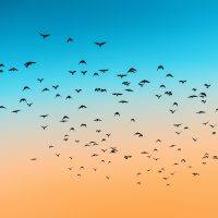Birds flying against a blue and orange sky
